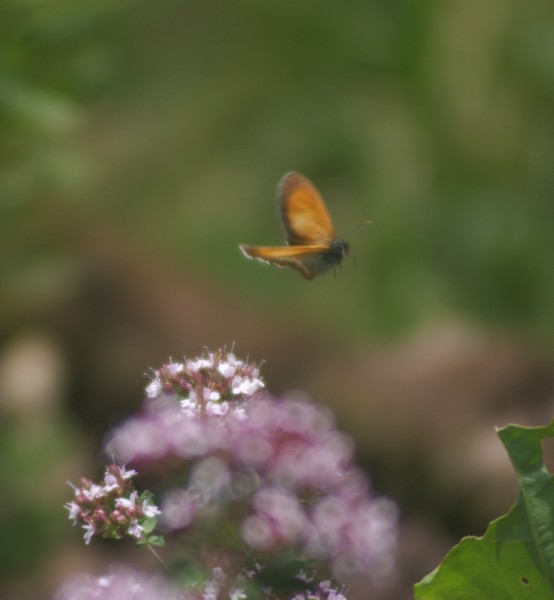 Wiesenvgelchen auf Majoran