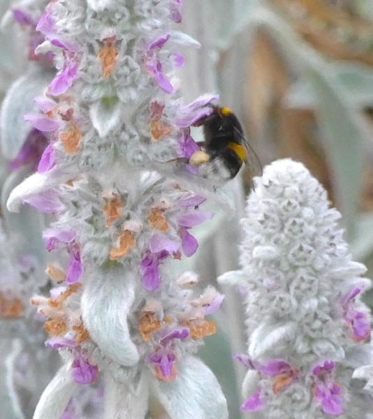 Erdhummel auf Wollziest
