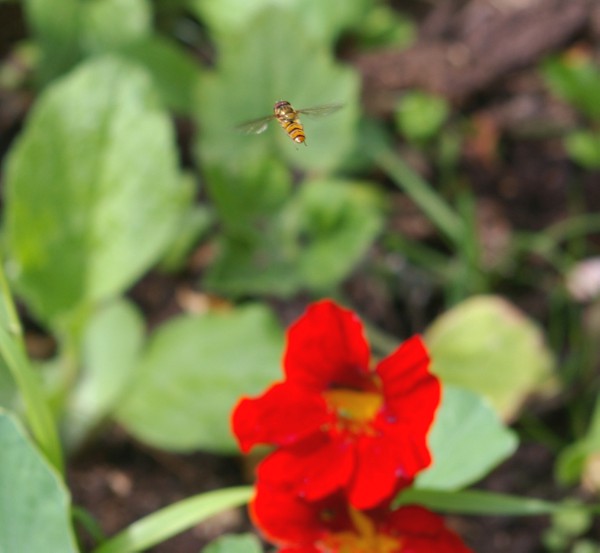 Schwebfliege ber Kapuzinerkresse