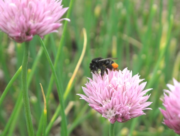 Steinhummel auf Schnittlauchblte