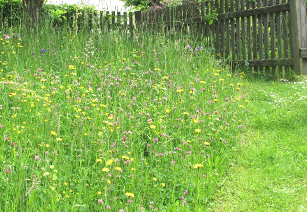 ungemhte Blumenwiese