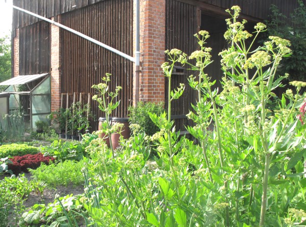 Gemsegarten mit blhendem Liebstckel