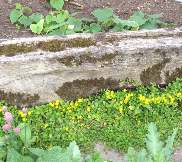 Pfennigkraut am Beetrand mit Holzbohle