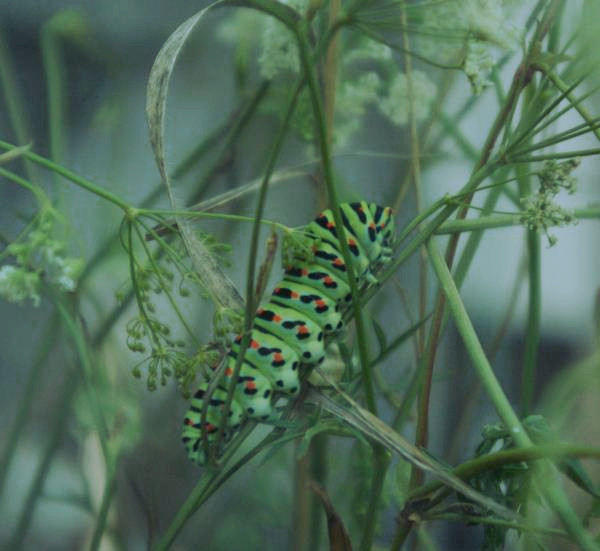 Scheckenfalter-Raupe an Bibernelle im Terrarium